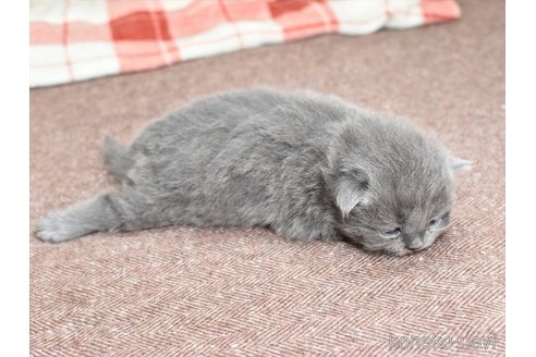 成約済の愛知県のミヌエット-75637の5枚目